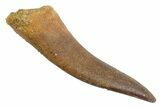 Fossil Plesiosaur (Zarafasaura) Tooth - Morocco #370495-1